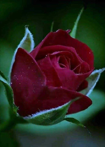 Angélica daria Álvarez ortuño